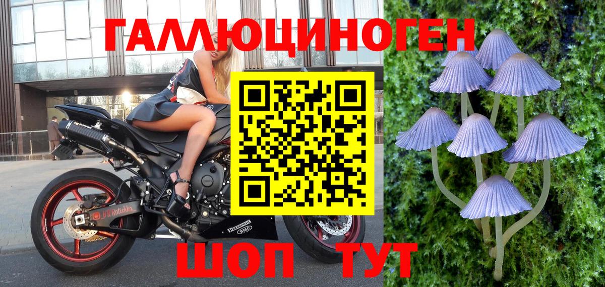 Псилоцибиновые грибы Psilocybe Томск